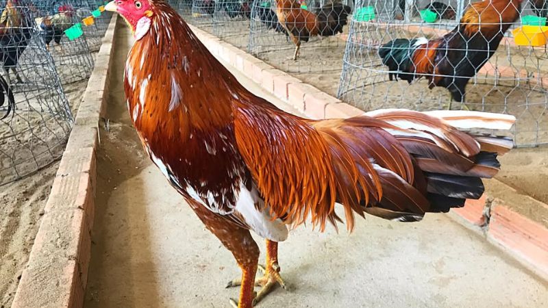 Áp dụng chiến thuật chọi gà GA28